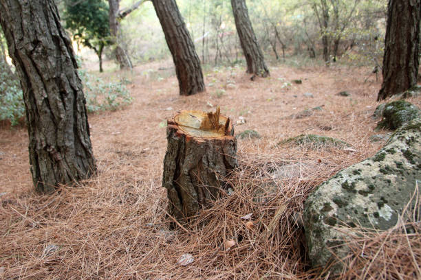 How Our Tree Care Process Works  in  Blue Grass, IA